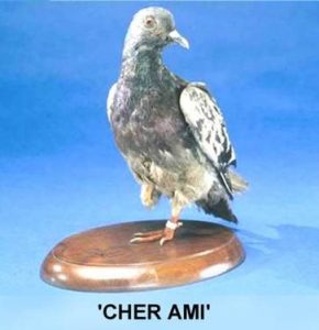 The preserved remains of ‘Cher Ami’