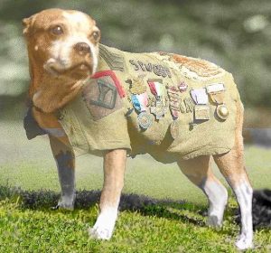 Sgt. Stubby wearing his famous medal-festooned coat