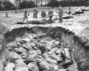 Just some of the millions of the equine victims of WW1